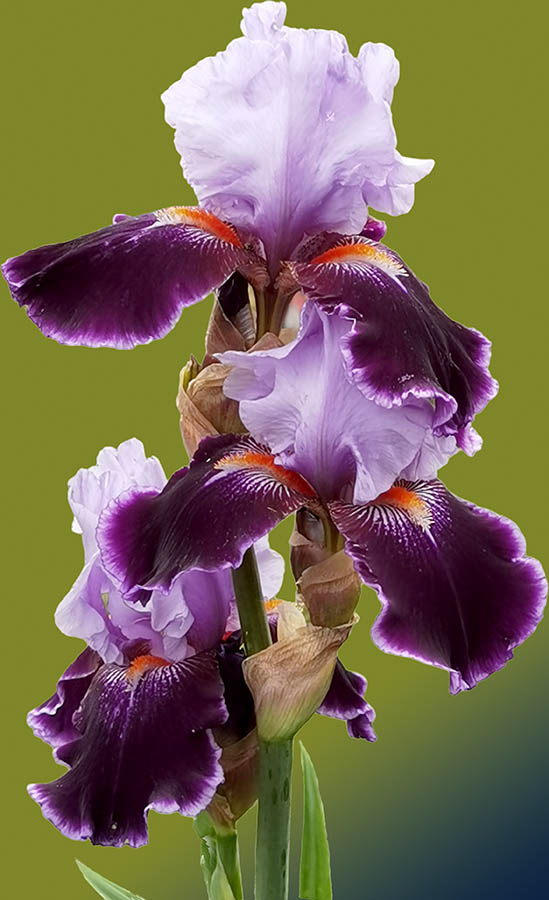 Iris 'Magic Man' photo